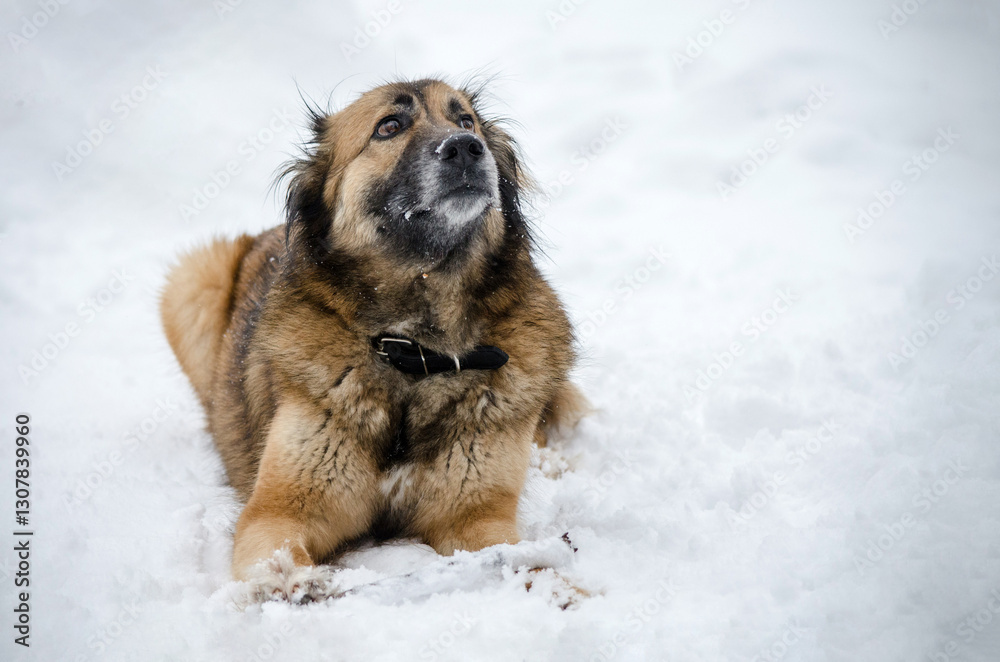 Naklejka premium Fluffy dog playfully sits in fresh snow. Tongue out, delight evident. Overcast atmosphere with soft natural lighting adds serene touch