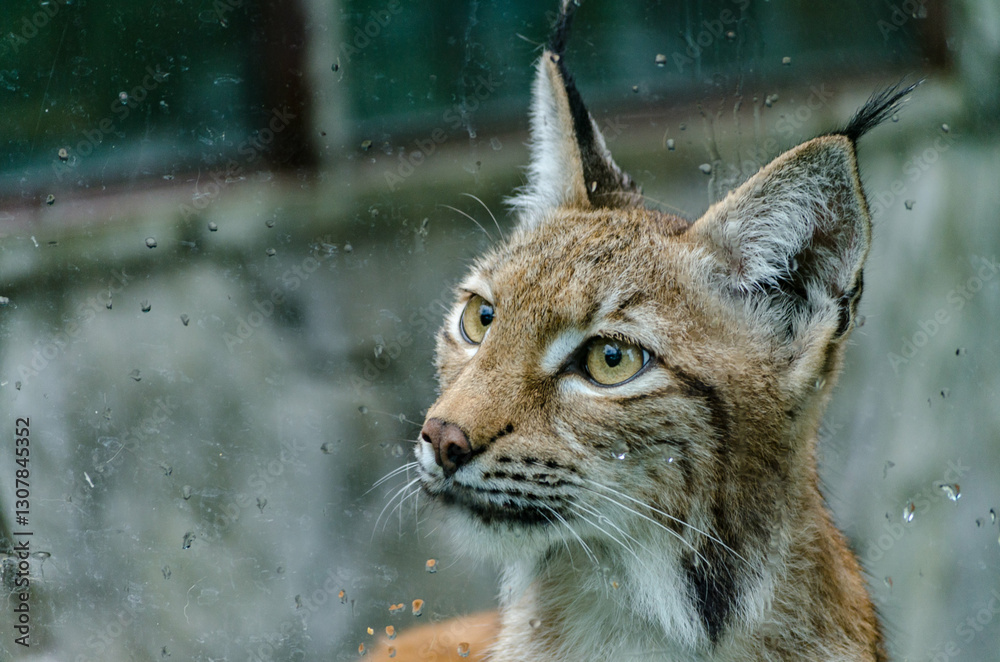 Obraz premium European lynx peers through wet glass in zoo environment. Soft natural light highlights tawny fur, alert ears. Distant background suggests enclosure, dreary day