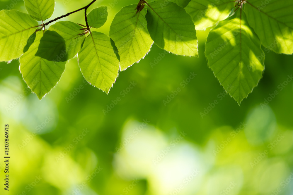 Young green beech leaves in spring forest with sun lights close up. Natural green plants and ecology backdrop Young green beech leaves in spring forest with sun lights close up. Natural green plants and ecology backdrop