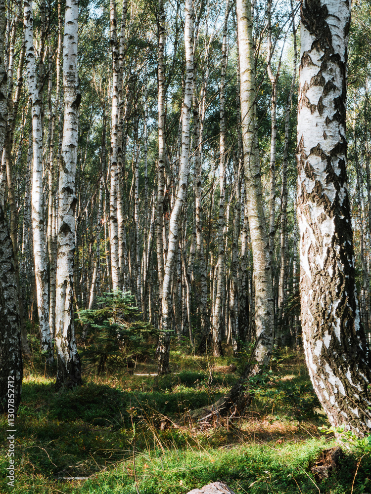 Birch forest in sunlight in the morning. Natural environmental background.