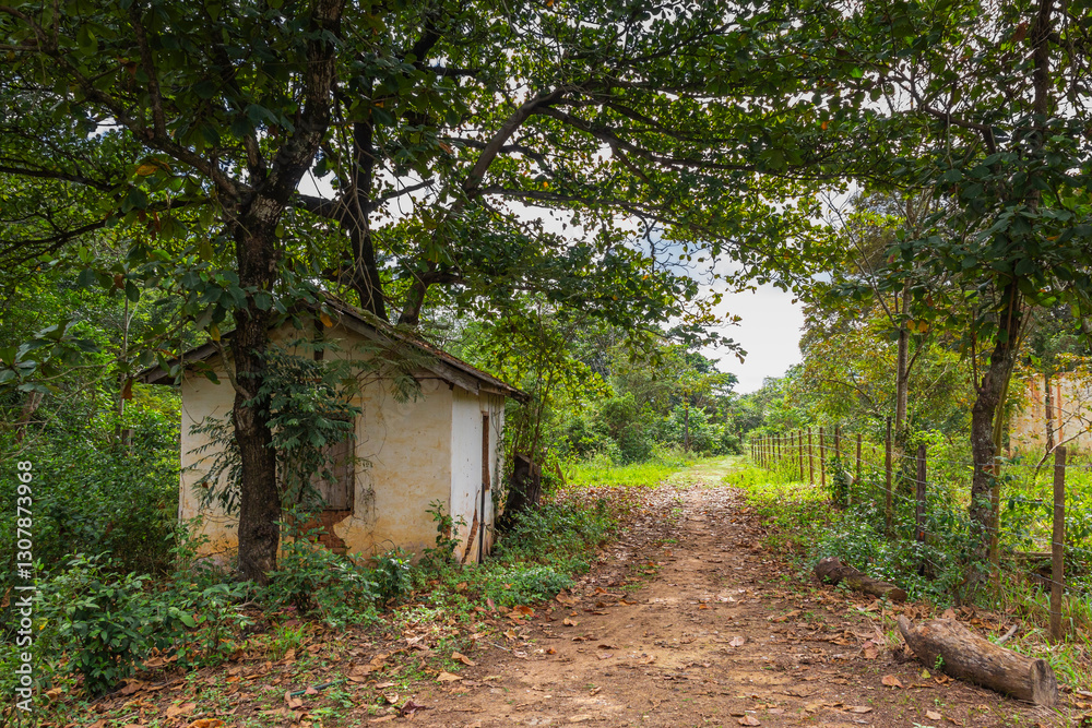 Bucolic landscape with small house and tree-lined road in rural area of Rio de Janeiro. Bucolic landscape with small house and tree-lined road in rural area of Rio de Janeiro.