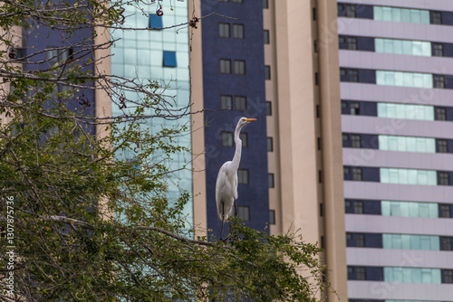 Urban landscape with an imposing heron between buildings.