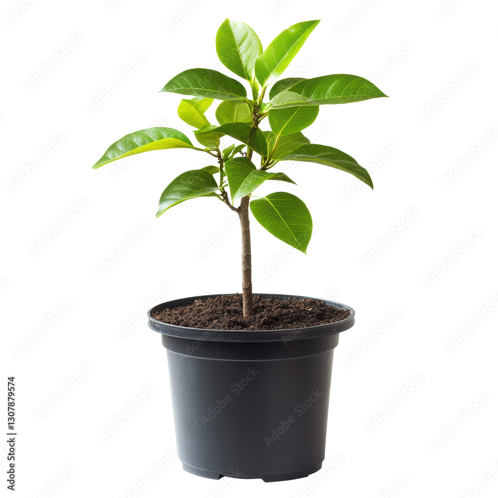 Young plant thriving in a pot with fresh green leaves Young plant thriving in a pot with fresh green leaves