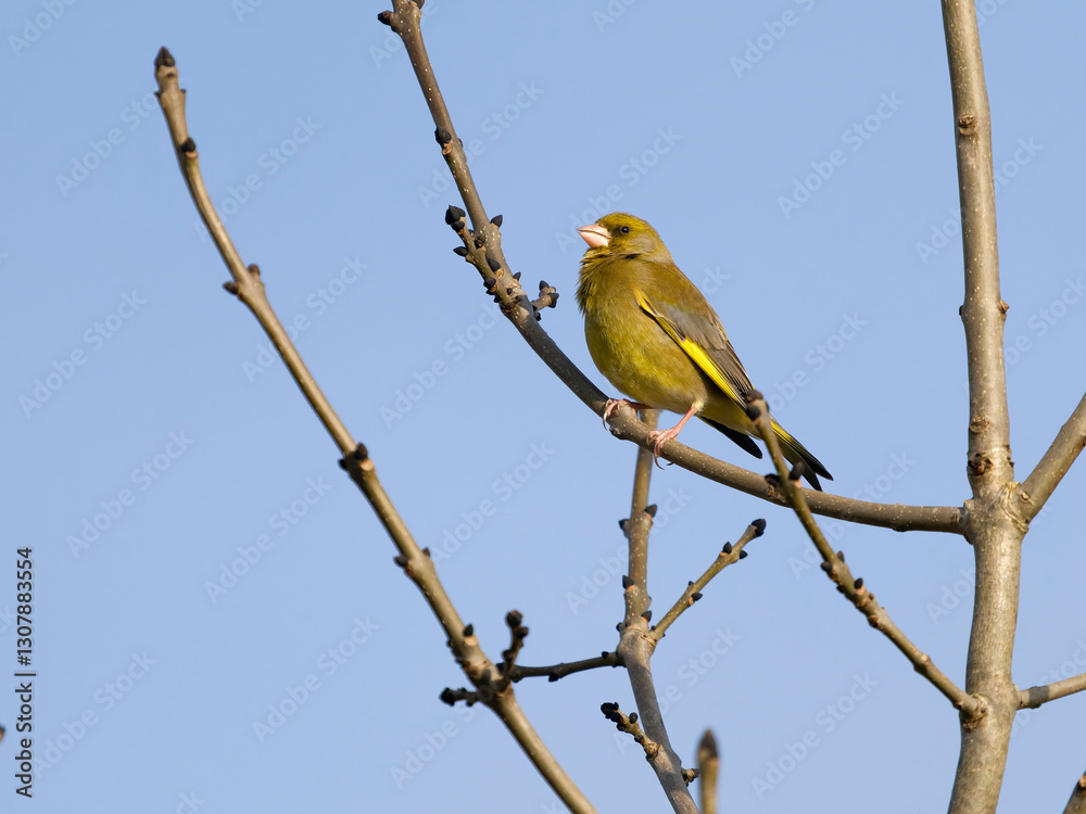 Obraz premium Greenfinch, Chloris chloris,