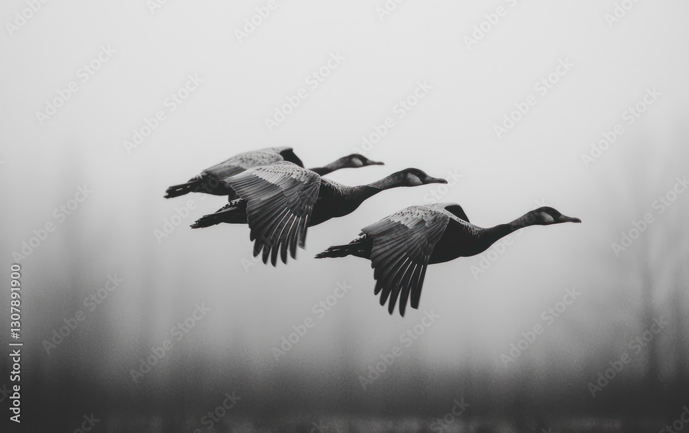 Obraz premium Three geese in flight, monochrome, misty background.