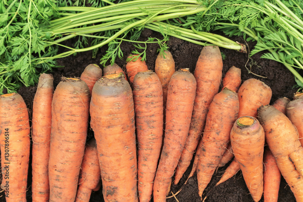 Bunch of organic dirty carrot harvest in garden on soil ground. Harvesting Carrots on garden bed close up, macro Bunch of organic dirty carrot harvest in garden on soil ground. Harvesting Carrots on garden bed close up, macro