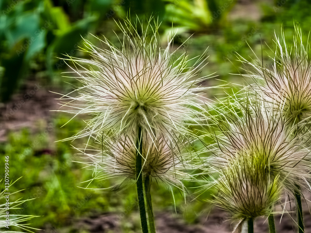 Close up of fluffy withered alpine anemone pasque flower, floral background with copy space Close up of fluffy withered alpine anemone pasque flower, floral background with copy space