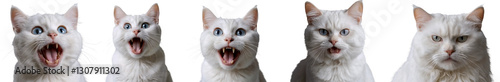 set of photorealistic portraits of white cats with different emotions. surprised cat, angry cat, delighted cat