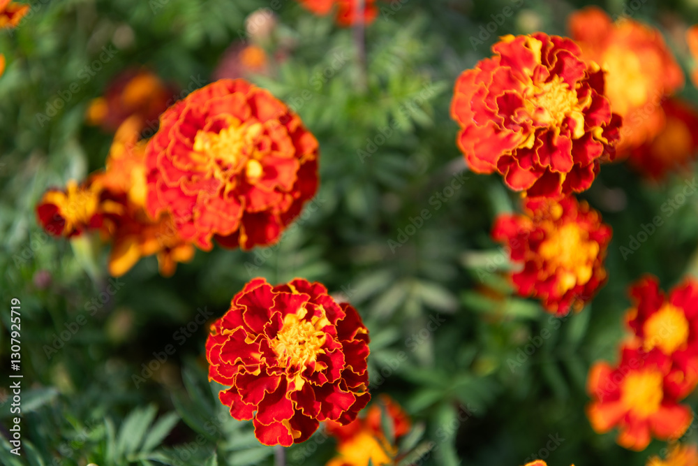 Flowering marigold in nature. Macro of flowering marigold. Orange tagetes flower. Natural flower blossom. Flora nature. Bright blooming flower in nature. Marigold flower. Blooming nature Flowering marigold in nature. Macro of flowering marigold. Orange tagetes flower. Natural flower blossom. Flora nature. Bright blooming flower in nature. Marigold flower. Blooming nature