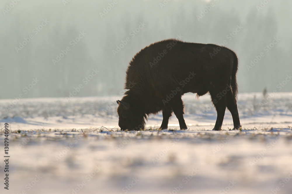 Żubr (Bos bonasus), wisent