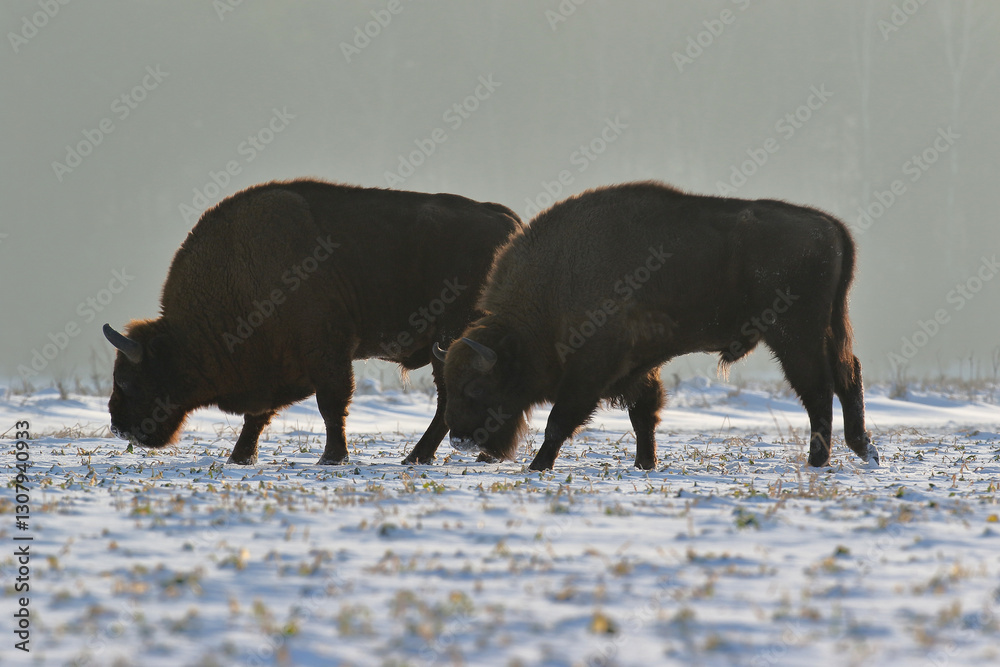 Żubr (Bos bonasus), wisent