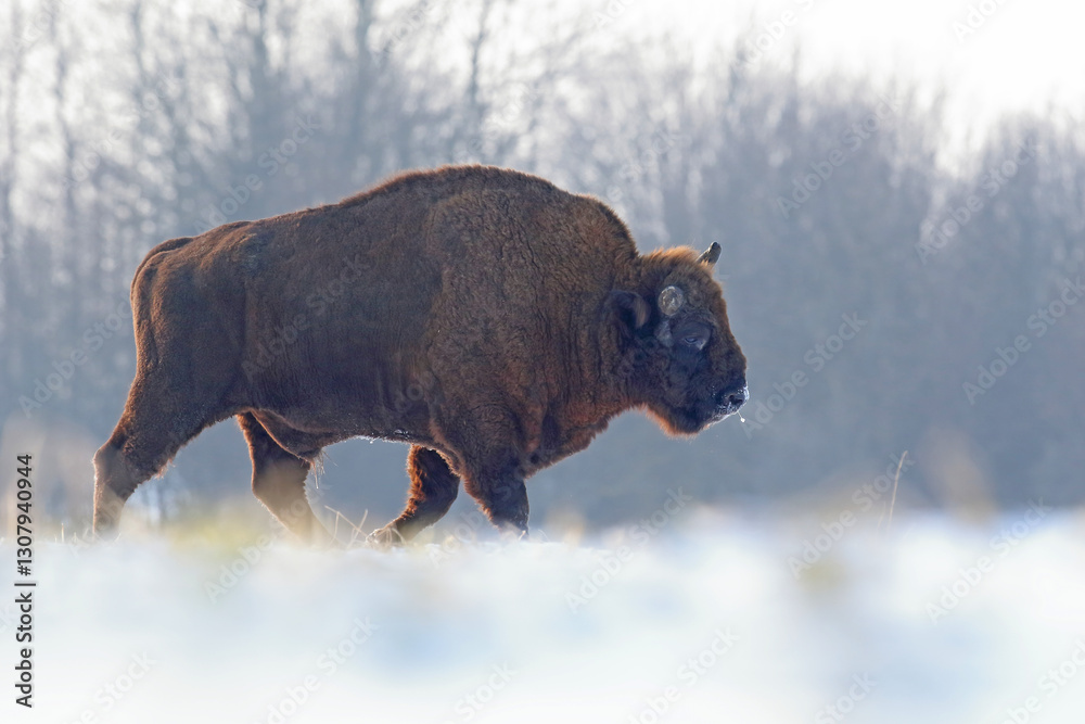 Żubr (Bos bonasus), wisent
