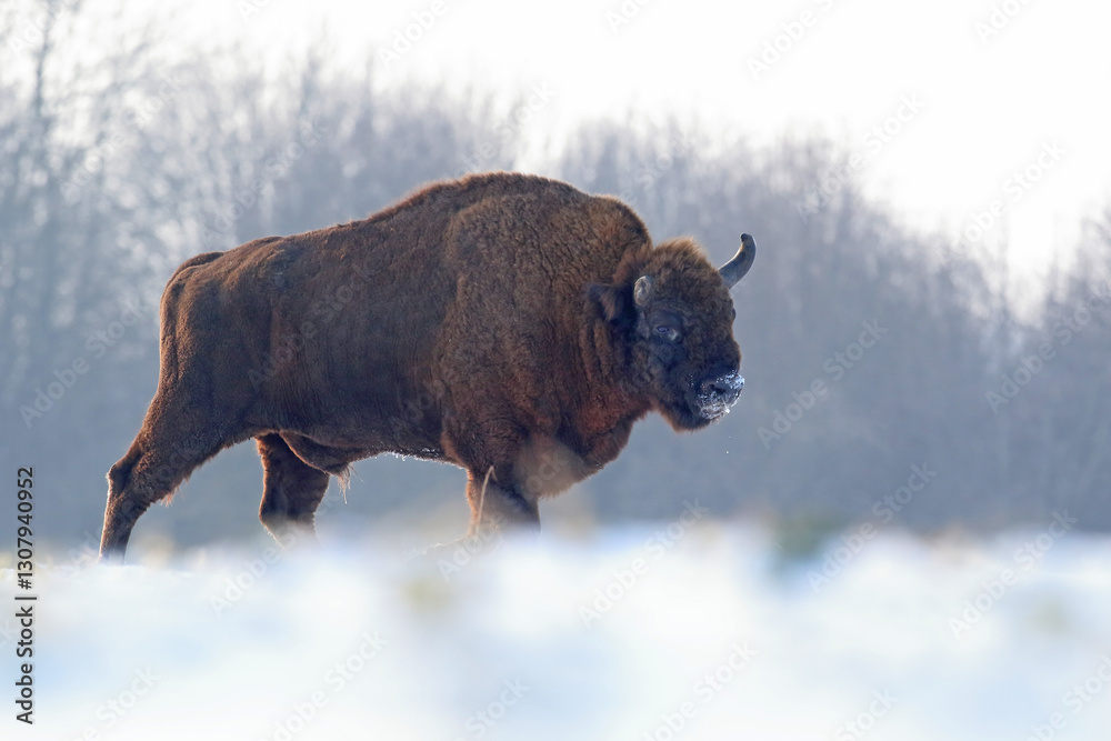 Żubr (Bos bonasus), wisent