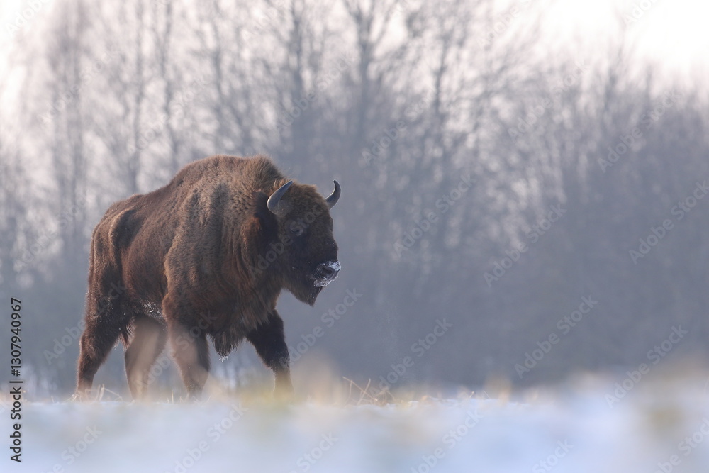 Żubr (Bos bonasus), wisent