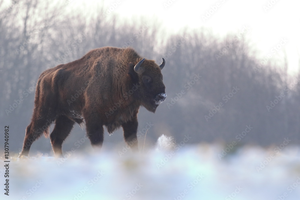 Żubr (Bos bonasus), wisent