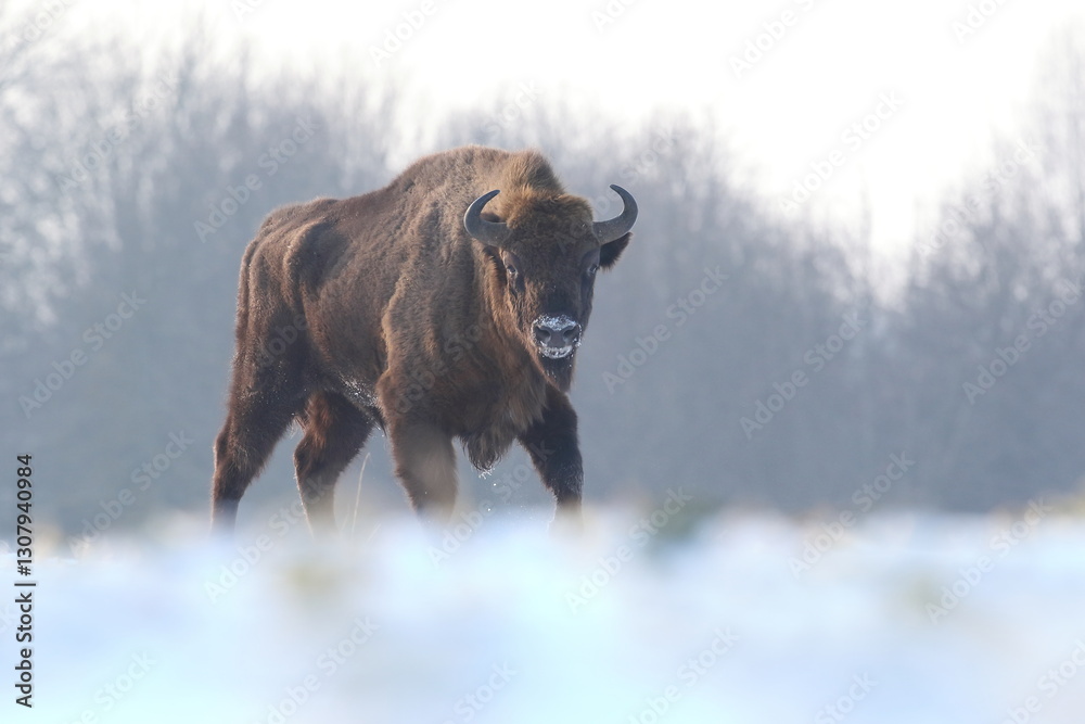 Żubr (Bos bonasus), wisent