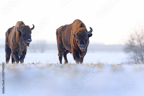Obraz na płótnie Żubr (Bos bonasus), wisent w salonie