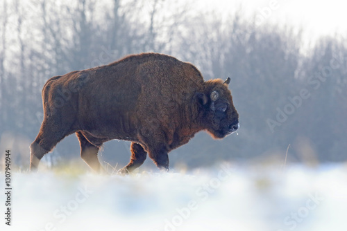 Obraz na płótnie Żubr (Bos bonasus), wisent w salonie