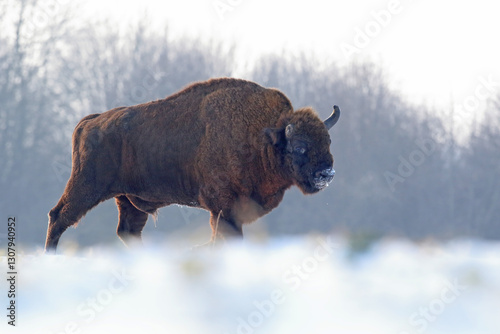 Obraz na płótnie Żubr (Bos bonasus), wisent w salonie