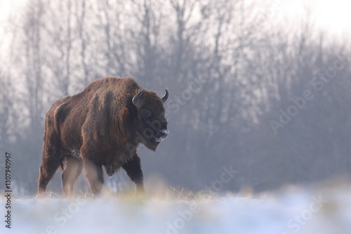 Obraz na płótnie Żubr (Bos bonasus), wisent w salonie
