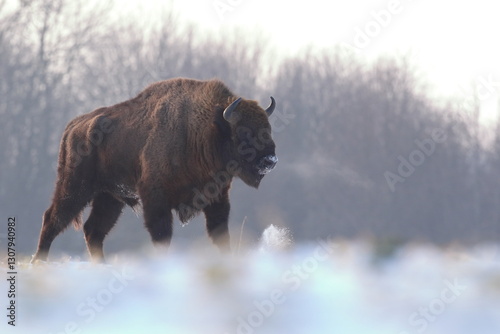 Obraz na płótnie Żubr (Bos bonasus), wisent w salonie