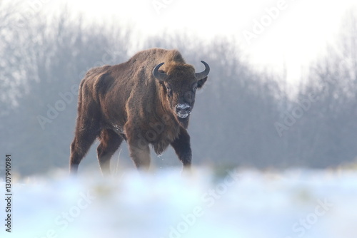 Obraz na płótnie Żubr (Bos bonasus), wisent w salonie