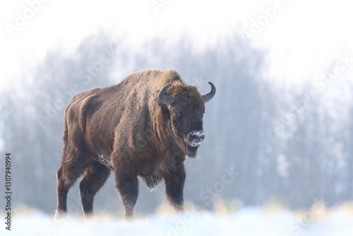 Obraz na płótnie Żubr (Bos bonasus), wisent w salonie
