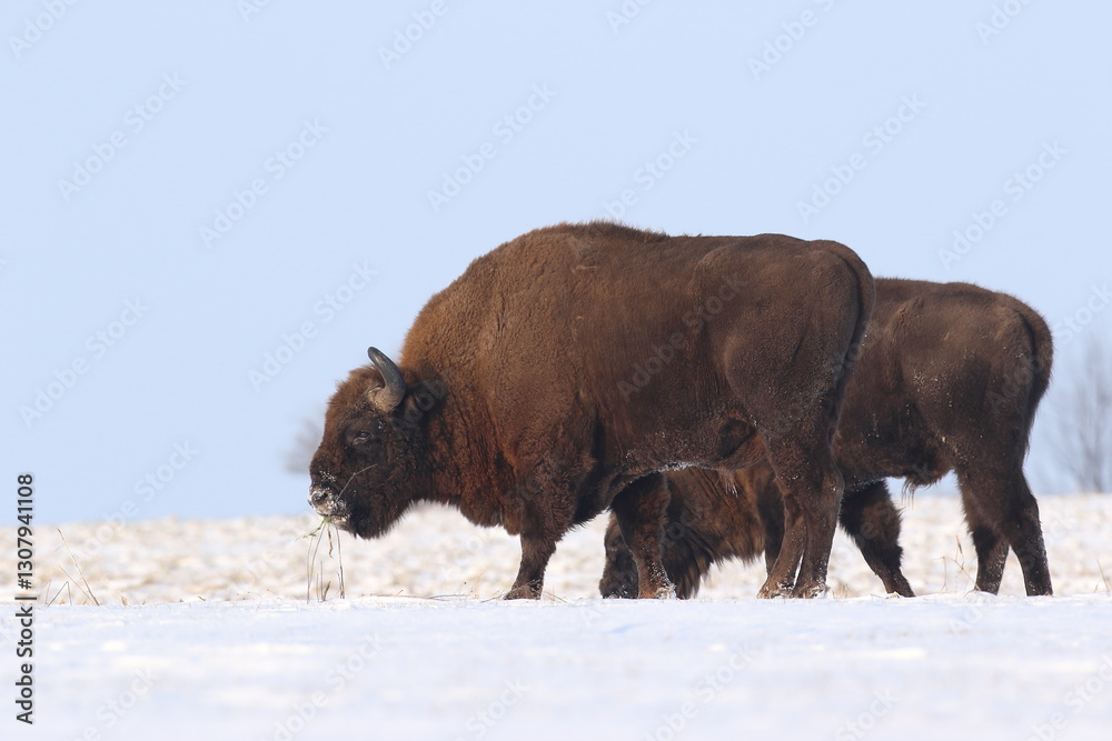 Żubr (Bos bonasus), wisent