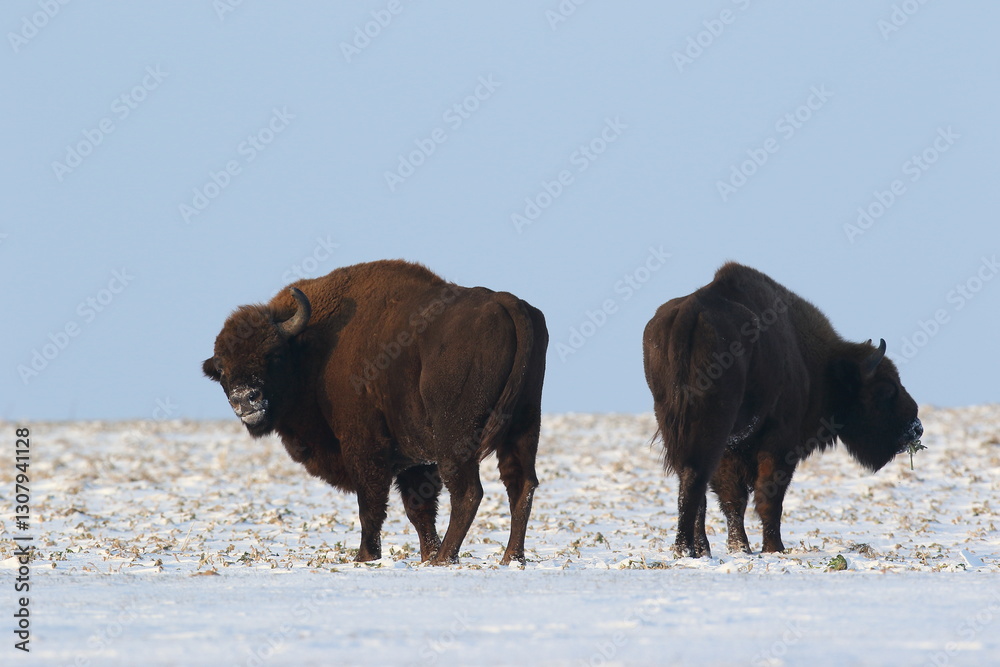 Żubr (Bos bonasus), wisent