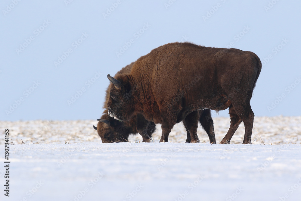 Żubr (Bos bonasus), wisent