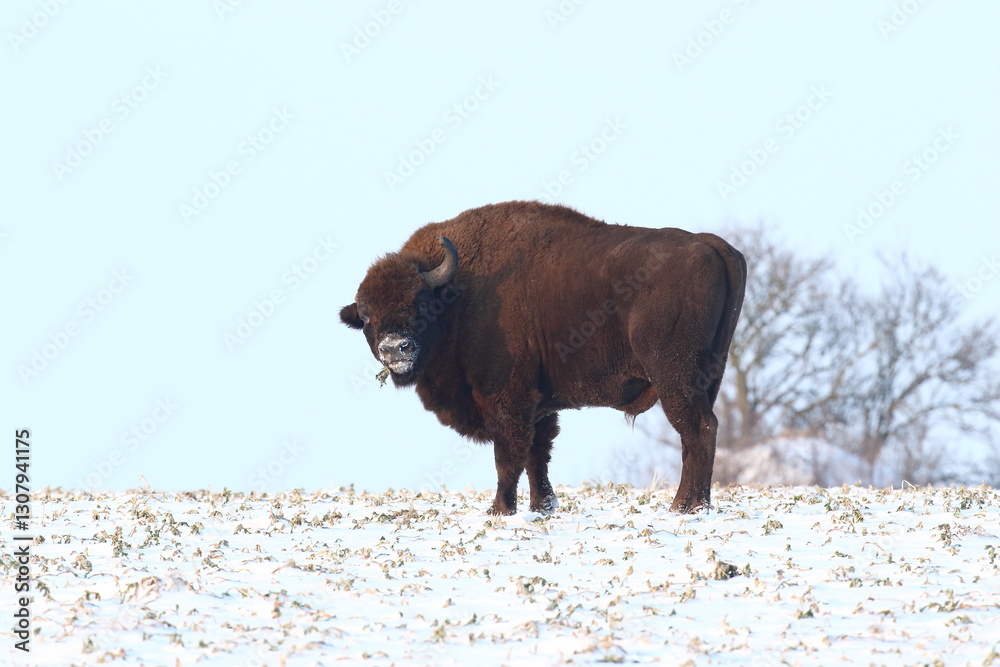 Żubr (Bos bonasus), wisent