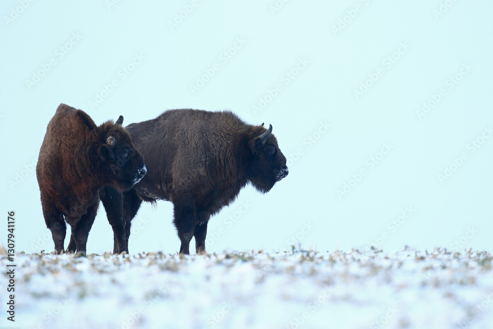 Żubr (Bos bonasus), wisent