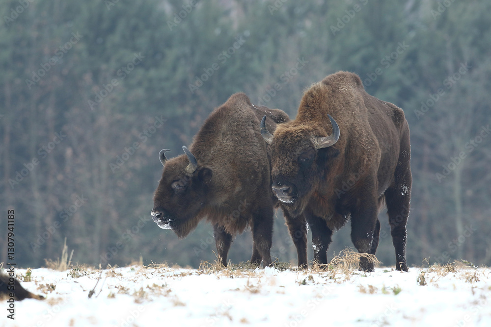 Żubr (Bos bonasus), wisent