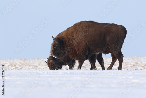 Obraz na płótnie Żubr (Bos bonasus), wisent w salonie