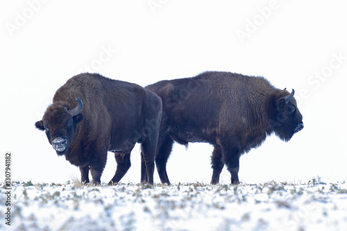 Żubr (Bos bonasus), wisent