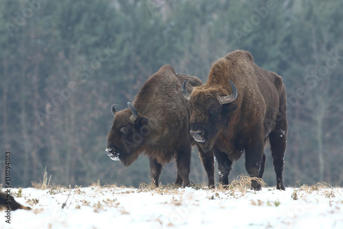 Obraz na płótnie Żubr (Bos bonasus), wisent w salonie