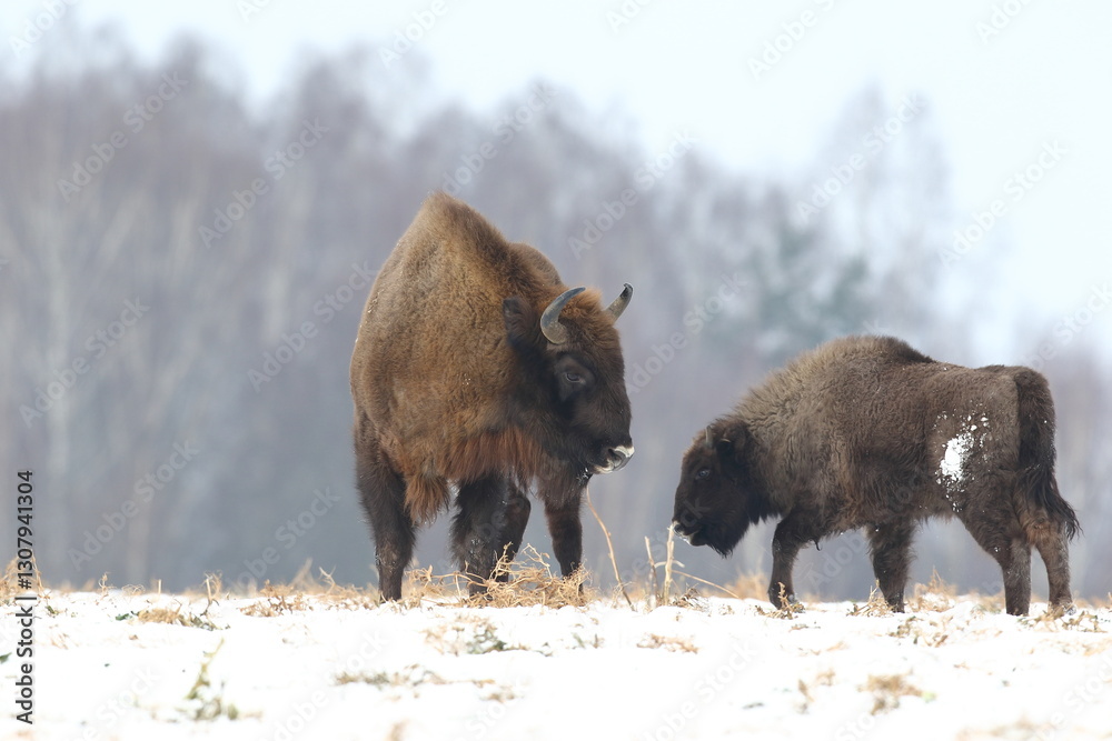 Żubr (Bos bonasus), wisent