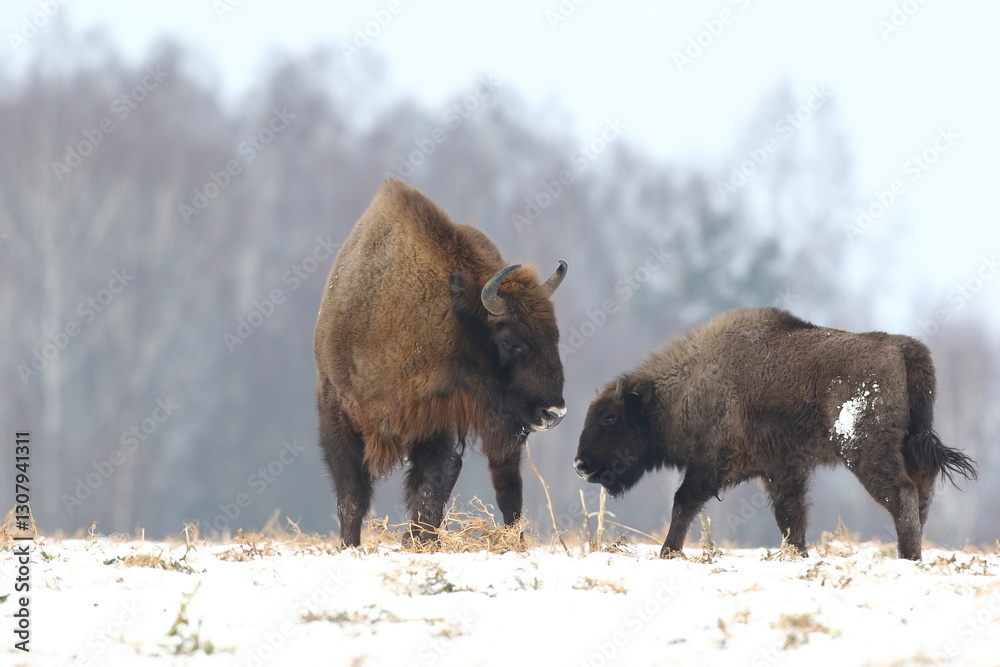 Żubr (Bos bonasus), wisent