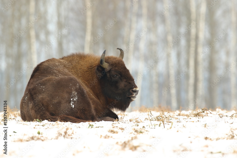 Żubr (Bos bonasus), wisent