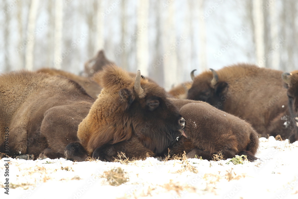 Żubr (Bos bonasus), wisent