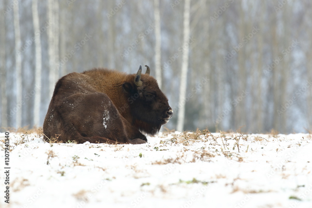 Żubr (Bos bonasus), wisent