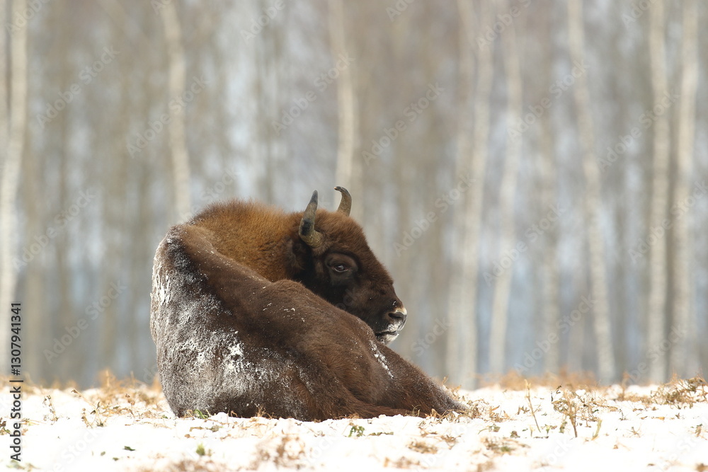 Żubr (Bos bonasus), wisent