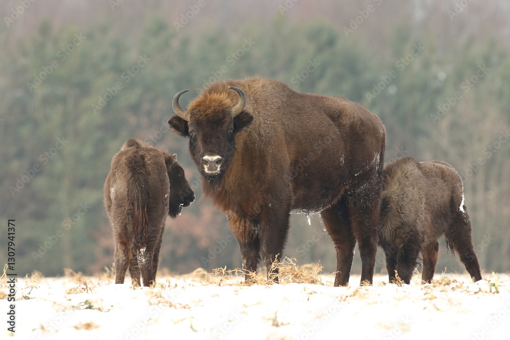 Żubr (Bos bonasus), wisent