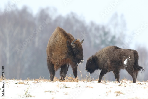 Obraz na płótnie Żubr (Bos bonasus), wisent w salonie