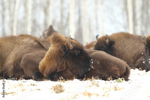 Obraz na płótnie Żubr (Bos bonasus), wisent w salonie