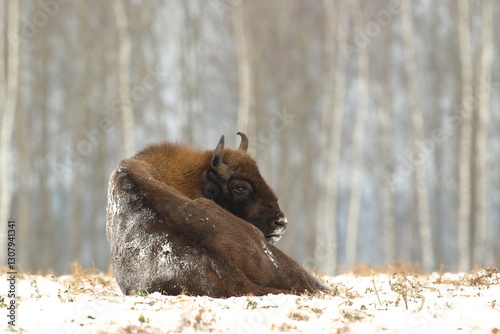 Obraz na płótnie Żubr (Bos bonasus), wisent w salonie