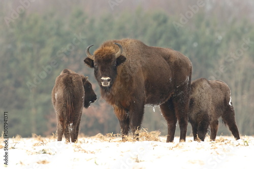 Żubr (Bos bonasus), wisent