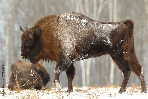 Żubr (Bos bonasus), wisent