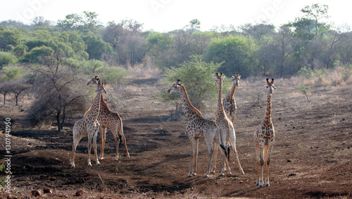 Herd of six bachelor giraffes at a drying waterhole in Africa