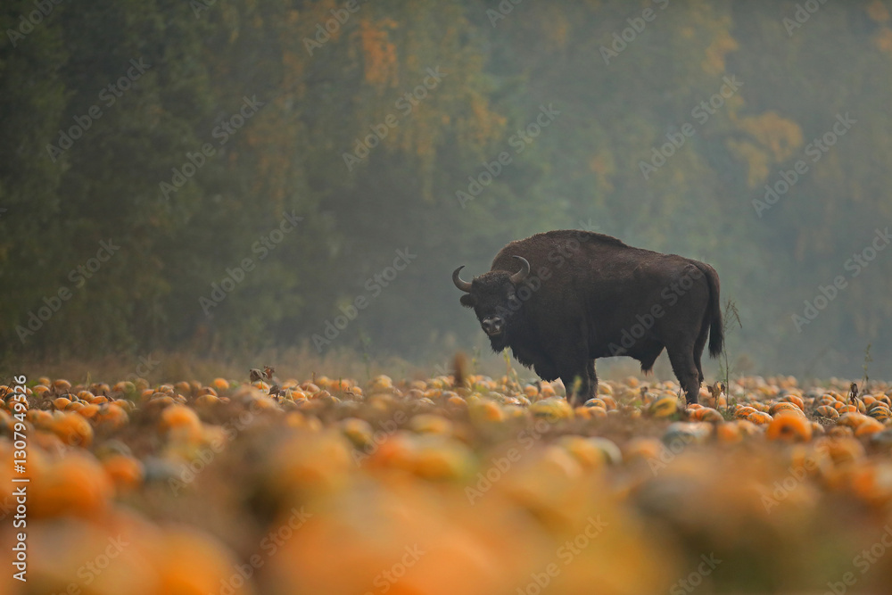 Żubr (Bos bonasus), wisent